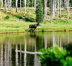 MOOSE
